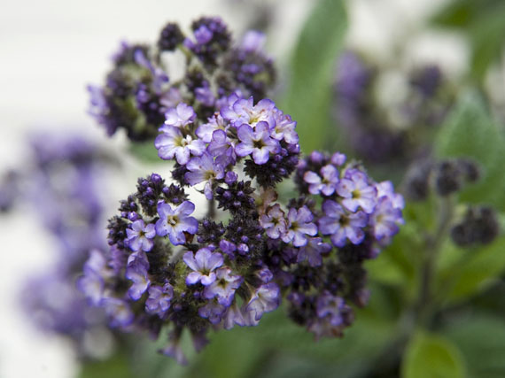 Flores de temporada: aromas naturales dentro de casa